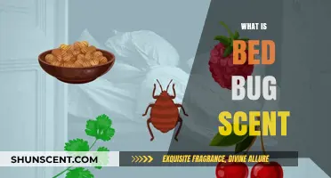 Unmasking the Truth: What Does a Bed Bug Infestation Smell Like?