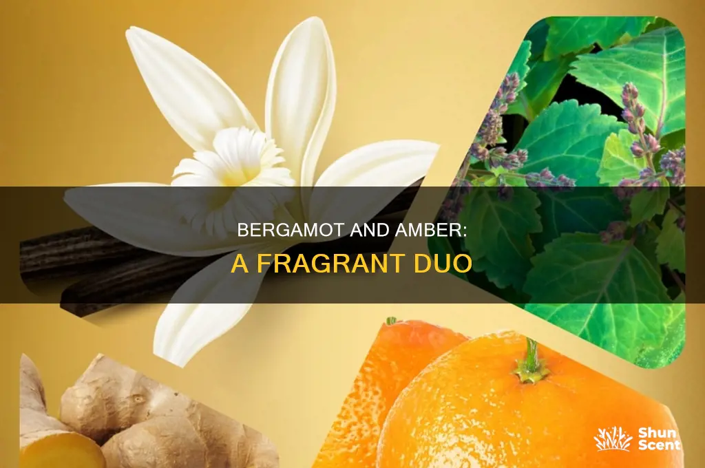 what is bergamot and amber as they relate to perfumes