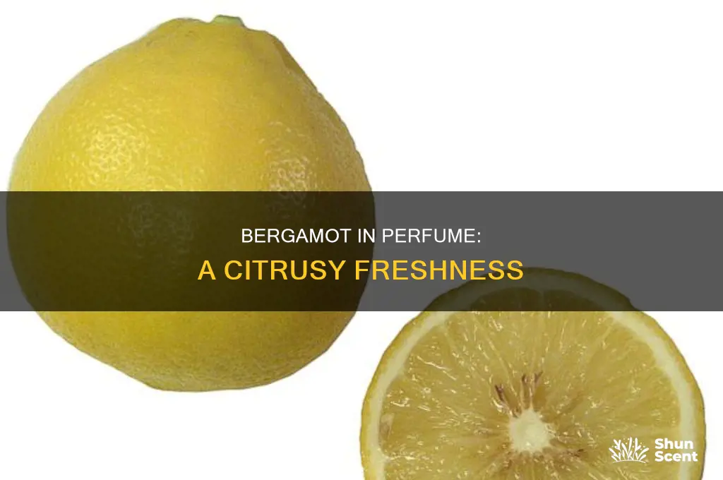 what is bergamot in perfume