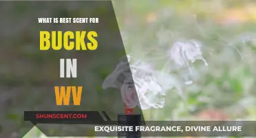 Top Scents to Attract Bucks in West Virginia: A Guide for Hunters