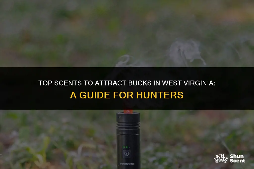 what is best scent for bucks in wv