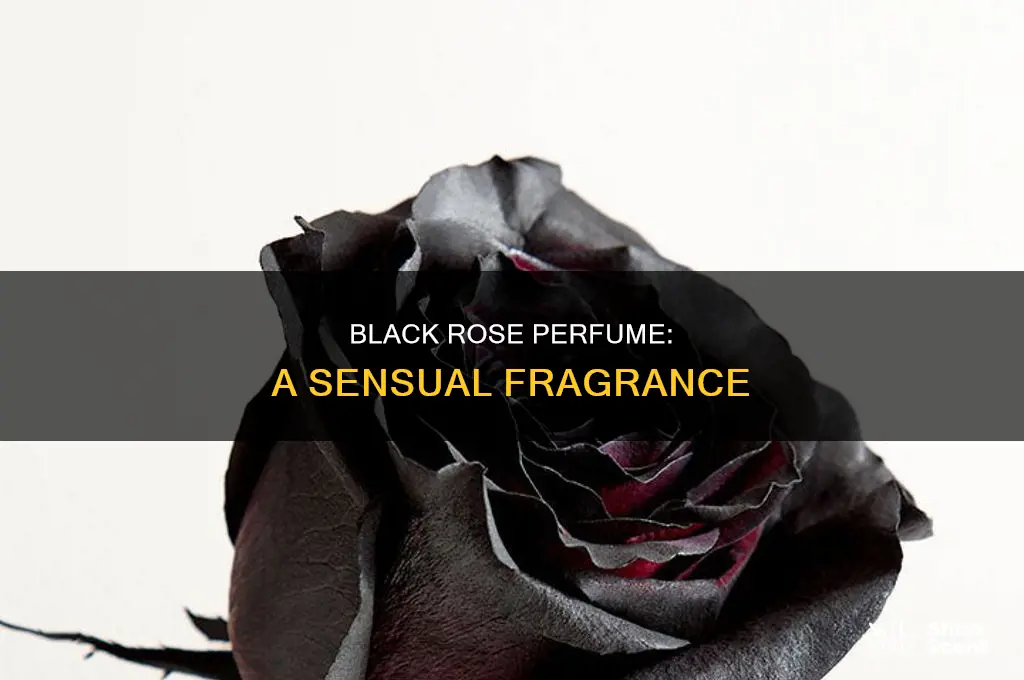 what is black rose perfume