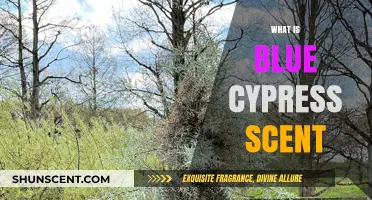 Unveiling the Mystique: What is Blue Cypress Scent?