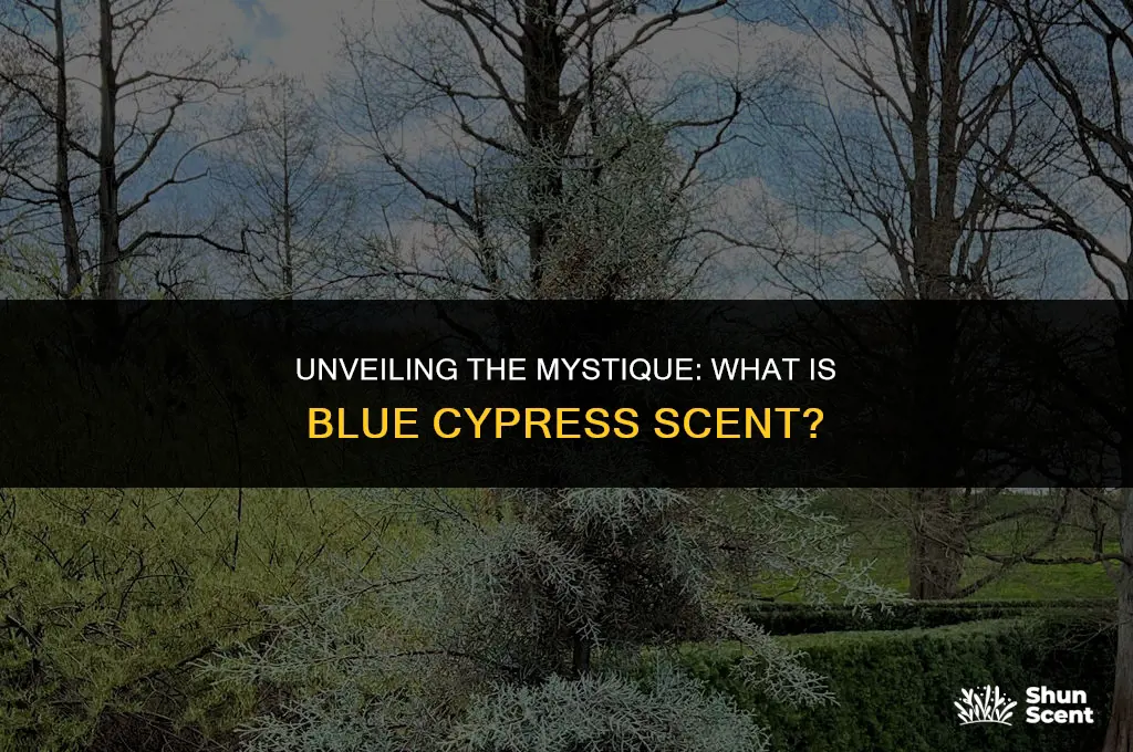 what is blue cypress scent