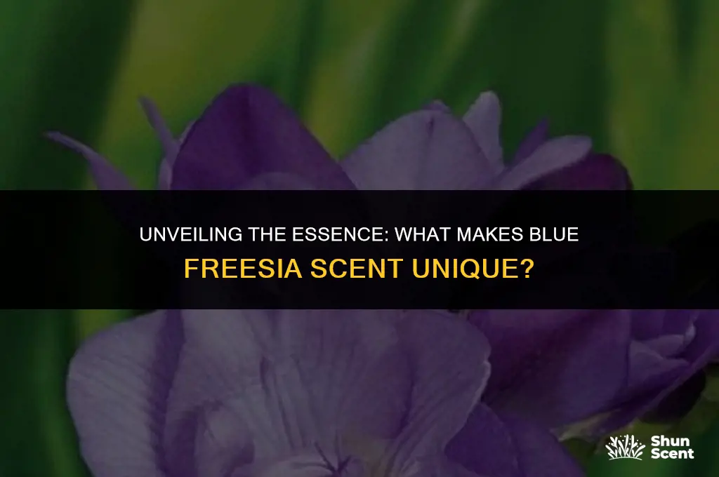 what is blue freesia scent