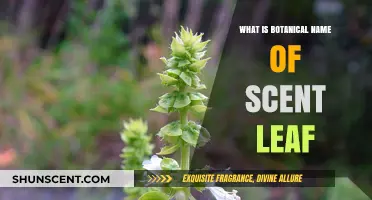 Unveiling the Botanical Identity of Scent Leaf: A Fragrant Exploration