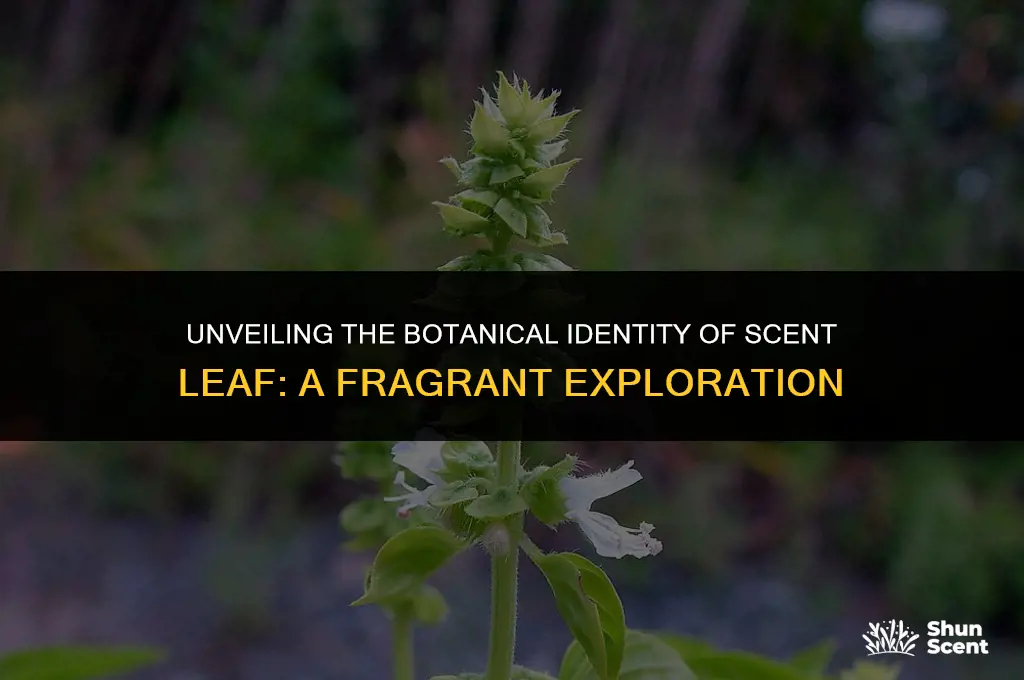 what is botanical name of scent leaf