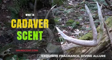 Unveiling the Mysteries of Cadaver Scent: A Forensic Journey