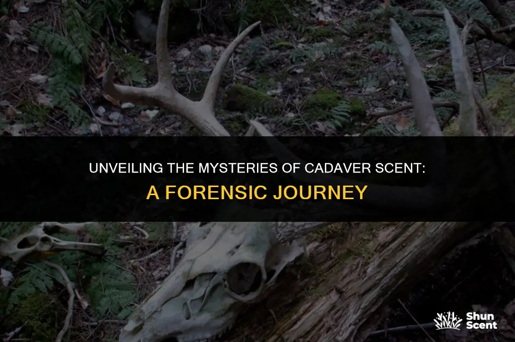 what is cadaver scent