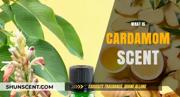 Exploring the Fragrant World of Cardamom: A Scent Journey