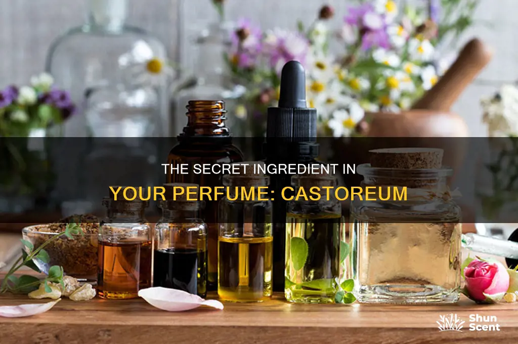 what is castoreum in perfume
