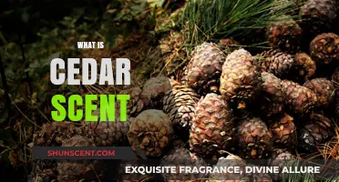 Exploring the Fresh, Woody Aroma: What is Cedar Scent?