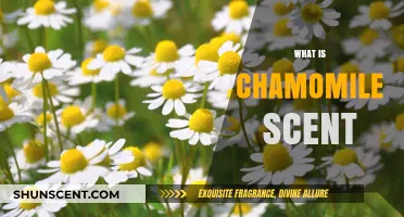 Discover the Soothing and Floral Essence of Chamomile Scent