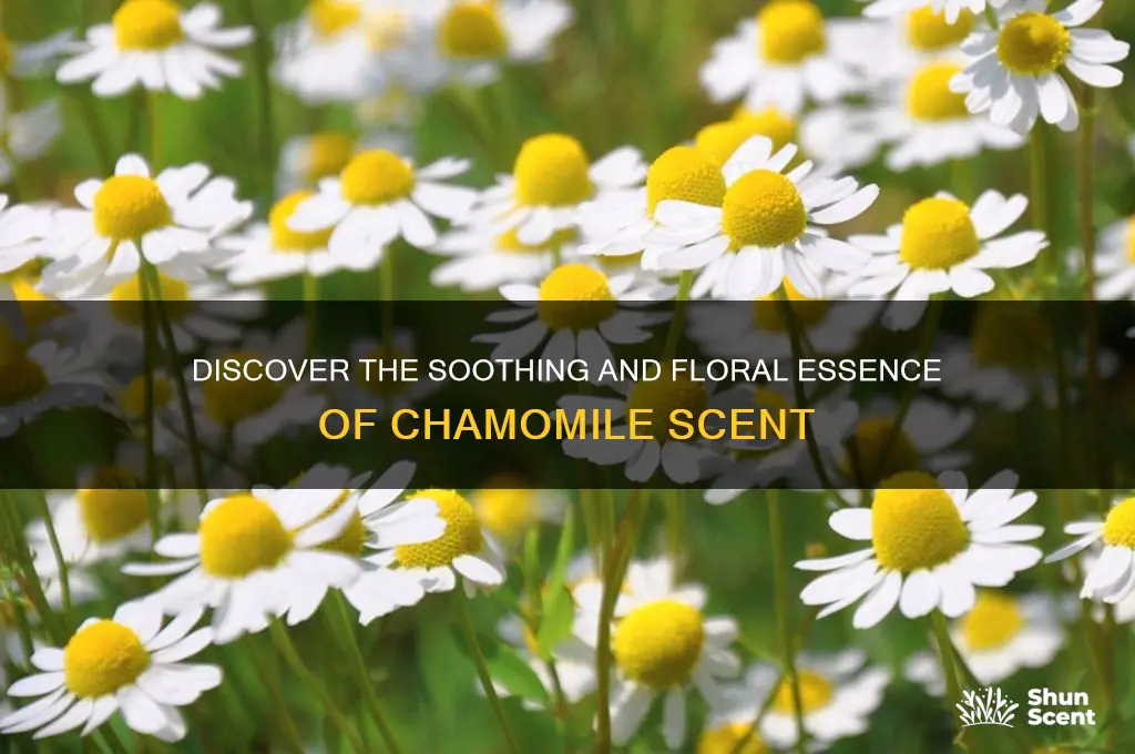 what is chamomile scent