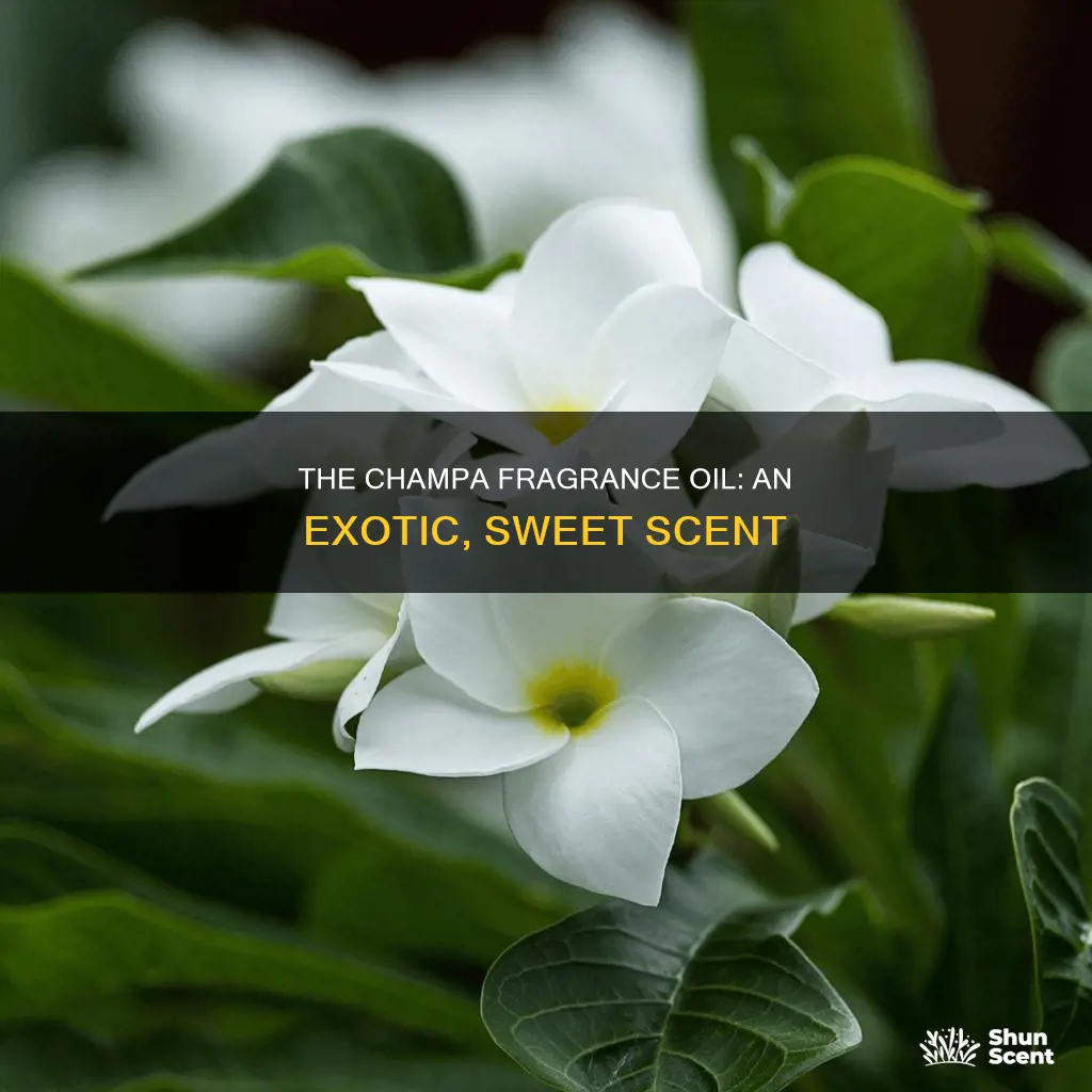 what is champa fragrance oil