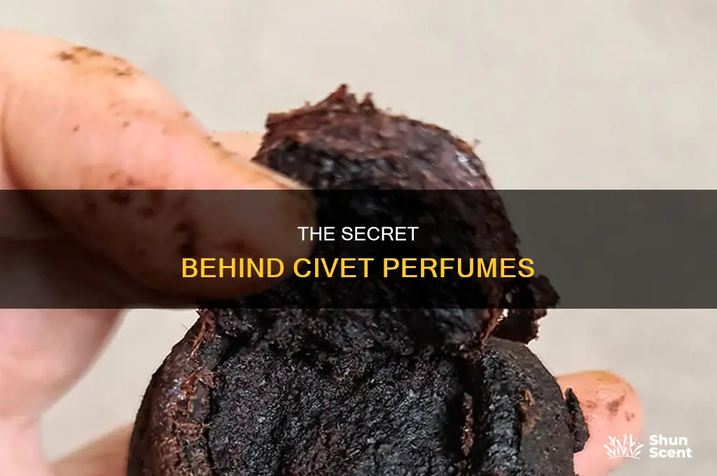 what is civet in perfume