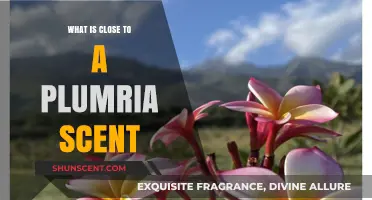 Discovering Scents Similar to the Enchanting Aroma of Plumeria