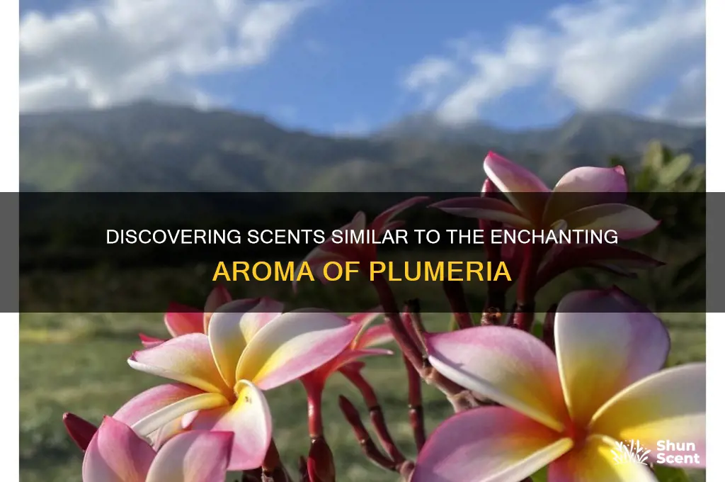 what is close to a plumria scent