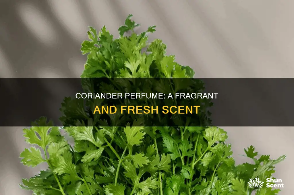 what is coriander perfume