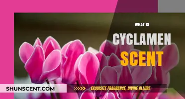 Exploring the Delicate and Enchanting Aroma of Cyclamen Scent