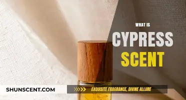 Exploring the Fresh, Woody, and Invigorating Aroma of Cypress Scent