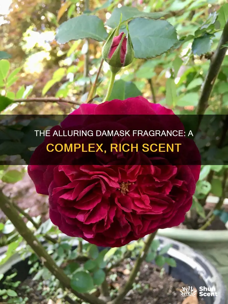 what is damask fragrance