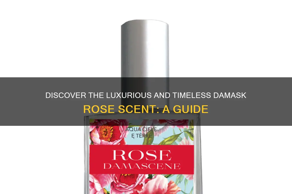 what is damask rose scent