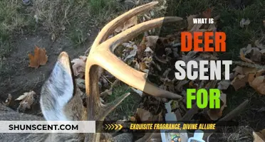 Understanding Deer Scent: Uses, Benefits, and Hunting Applications Explained