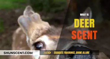 Understanding Deer Scent: Types, Uses, and Hunting Strategies Explained