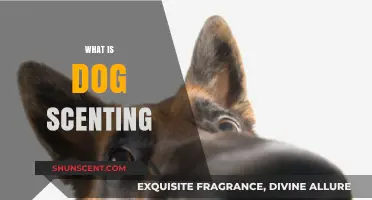 Understanding Dog Scenting: How Canines Use Their Nose to Explore the World