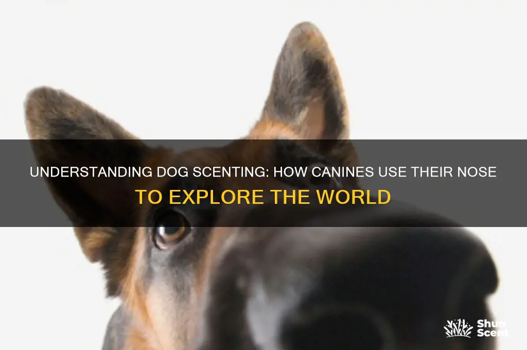 what is dog scenting