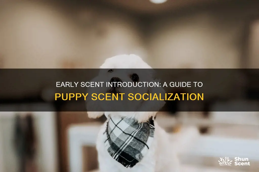 what is early scent introduction