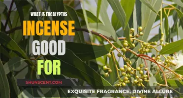 Eucalyptus Incense: Benefits and Uses for Your Wellbeing
