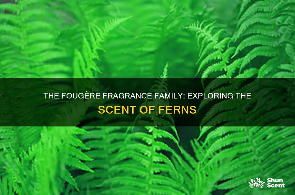what is fougere perfume