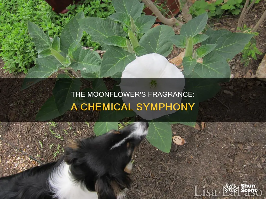 what is fragrance chemical in moonflower