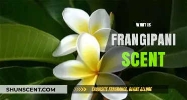 Discover the Alluring and Exotic Frangipani Scent: A Tropical Escape