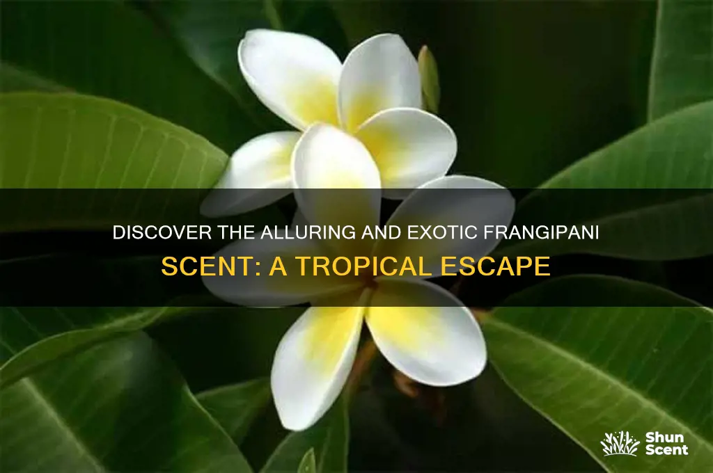 what is frangipani scent