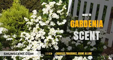 Exploring the Enchanting and Alluring Aroma of Gardenia Scent