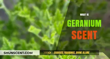 Exploring the Fresh, Floral, and Earthy Aroma of Geranium Scent
