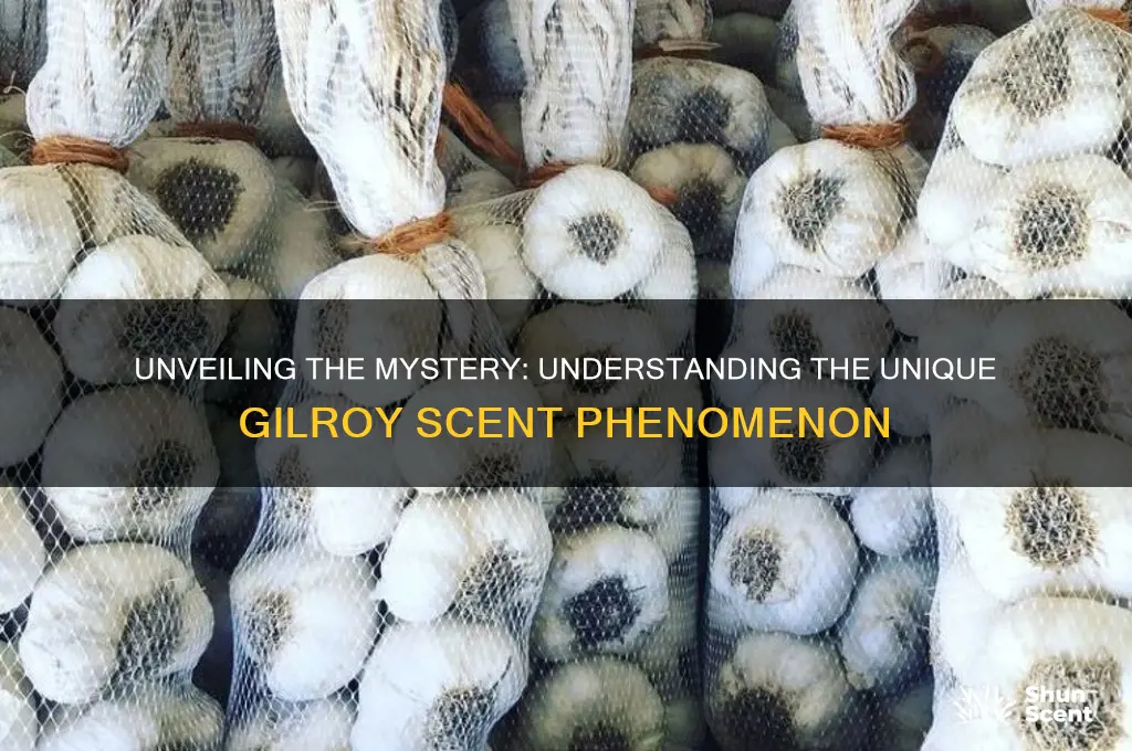 what is gilroy scent