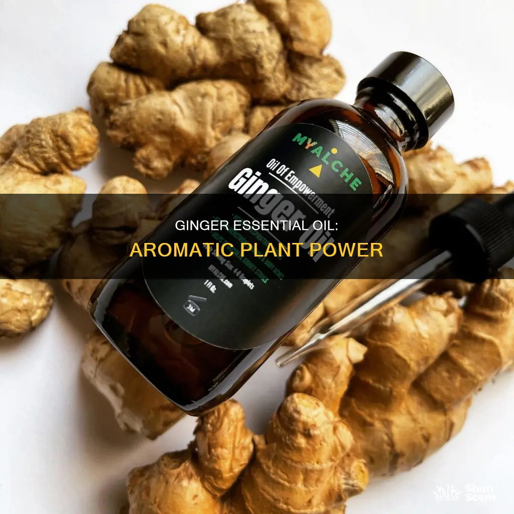 what is ginger essential oil plant aroma oil