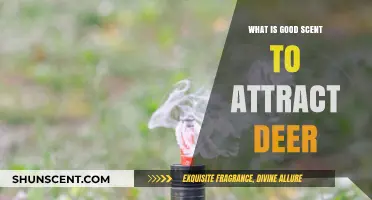Effective Deer Attractant Scents: Enhance Your Hunting Success with Proven Aromas