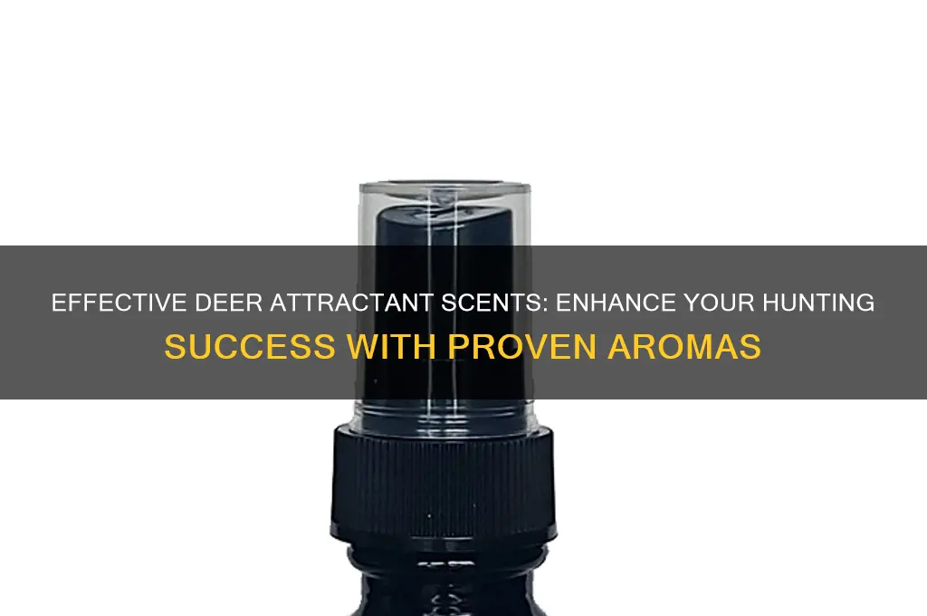 what is good scent to attract deer