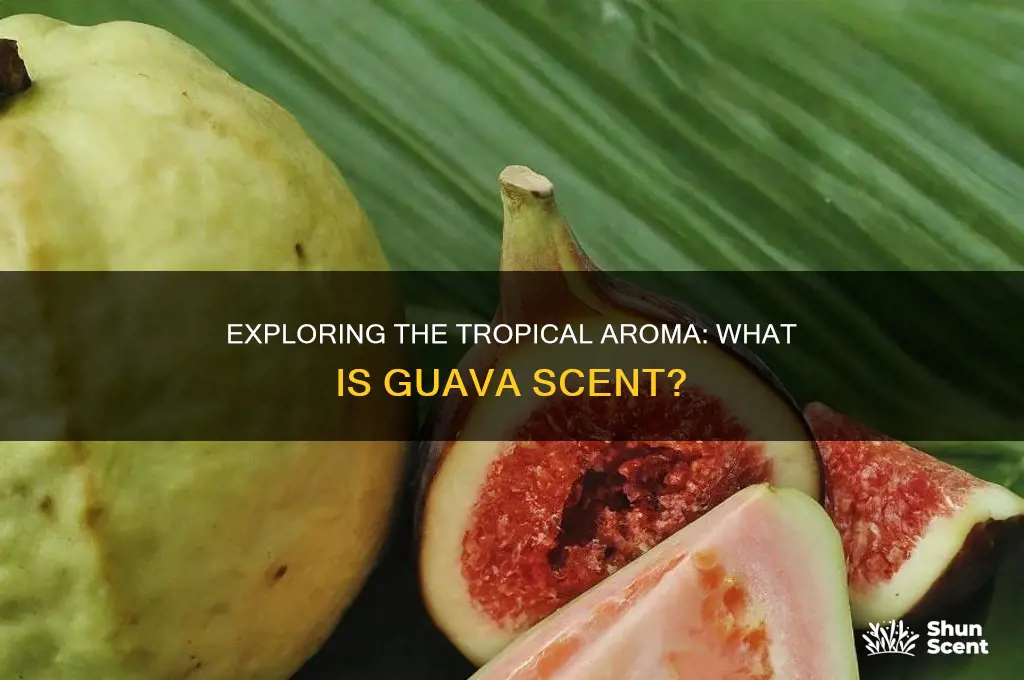 what is guava scent