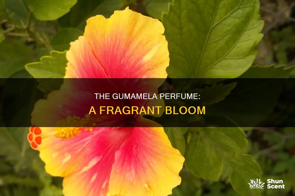 what is gumamela perfume