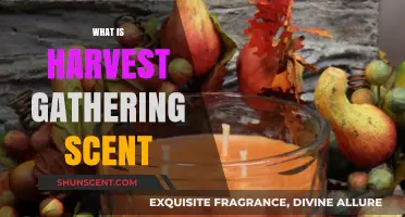 Exploring the Essence of Harvest Gathering Scent: A Seasonal Aromatic Journey