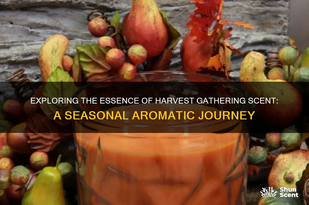 what is harvest gathering scent