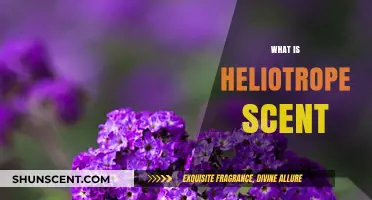 Exploring the Mystical Heliotrope Scent: Origins, Notes, and Uses
