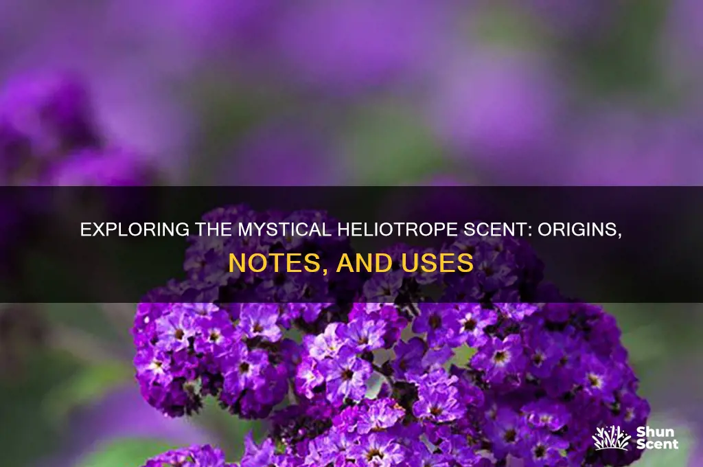 what is heliotrope scent