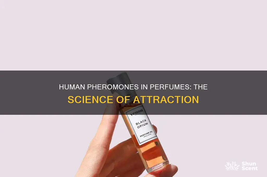 what is human pheromones in perfumes
